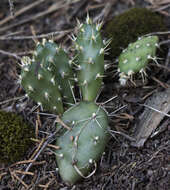 Image of Brittle Cactus