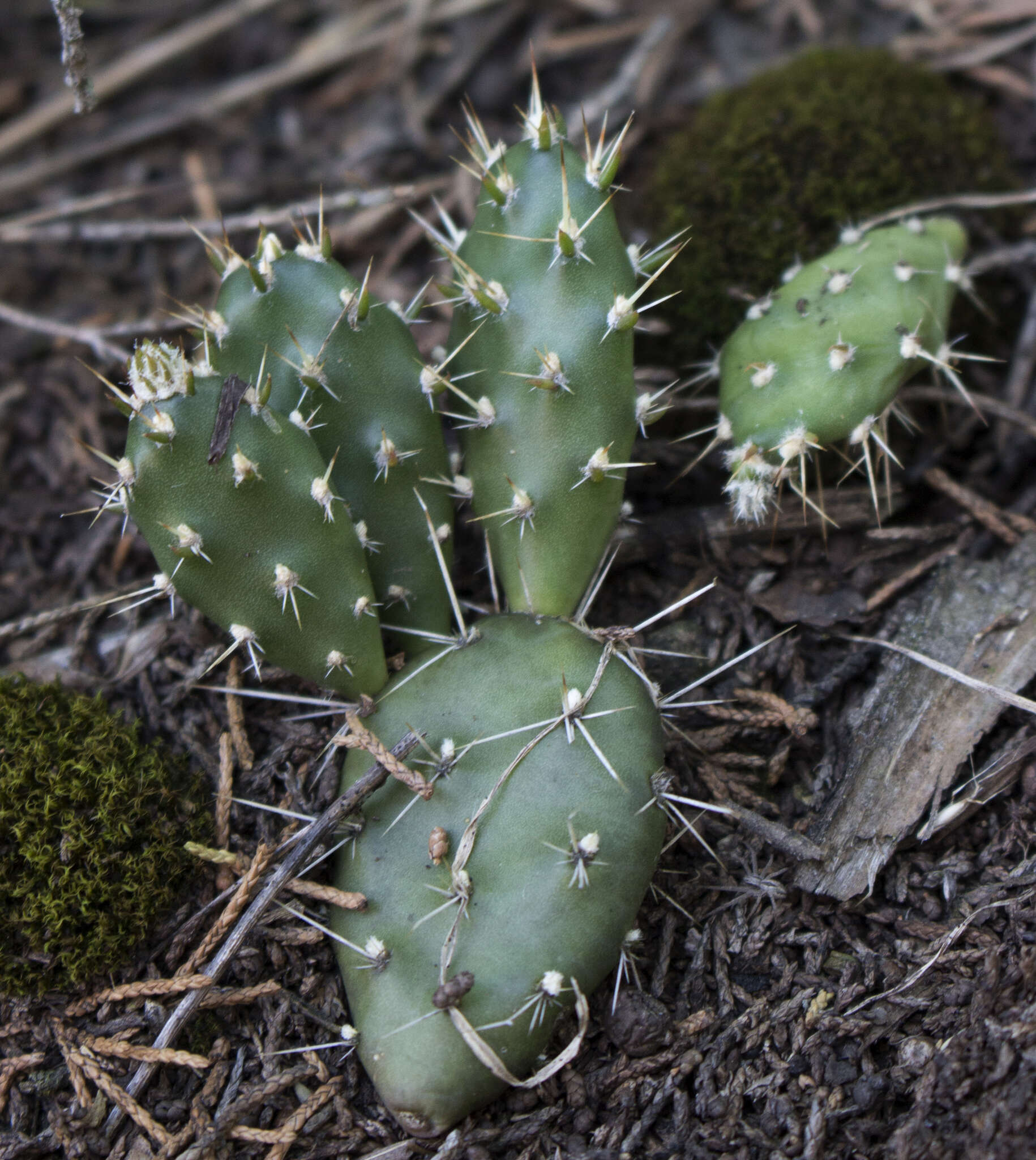 Image of Brittle Cactus