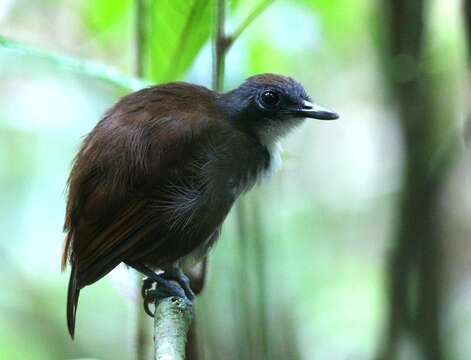 Image of Bicolored Antbird