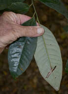 Image of Myristica globosa subsp. muelleri (Warb.) W. J. J. O. de Wilde