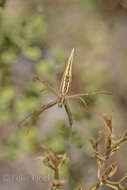 Image of Argiope protensa L. Koch 1872