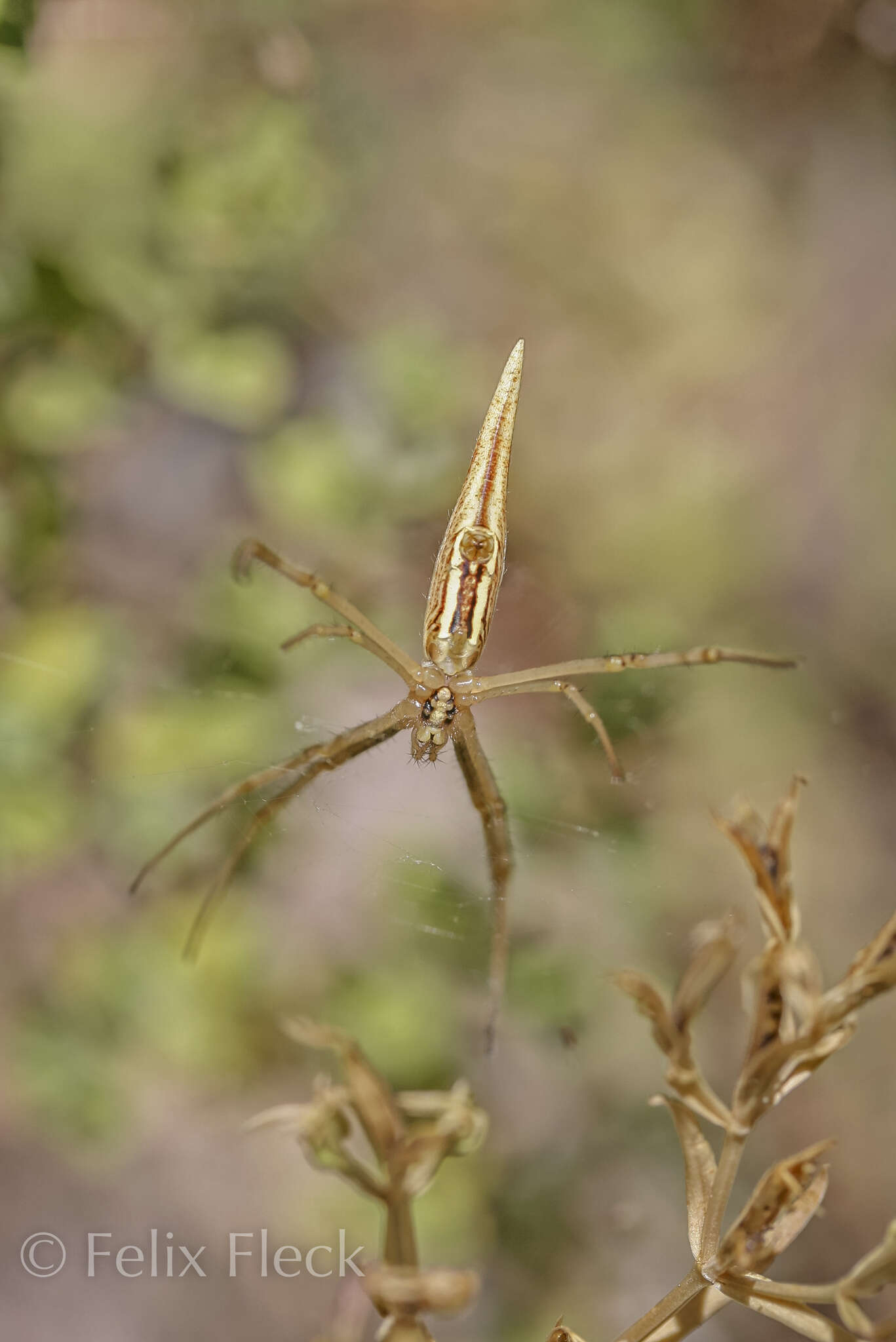 Image of Argiope protensa L. Koch 1872