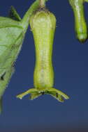 Image of Salpichroa scandens Damm.