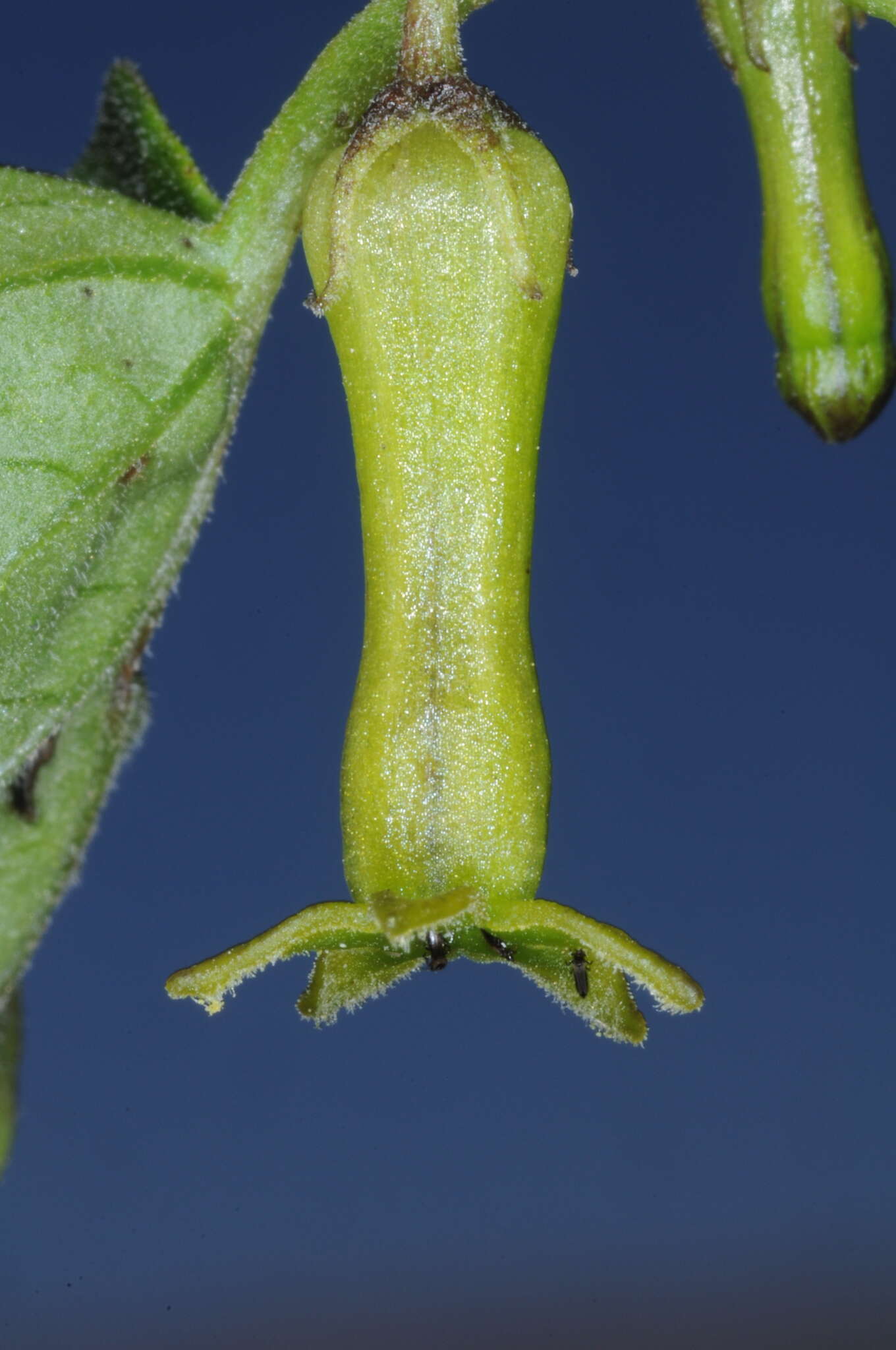 Image of Salpichroa scandens Damm.