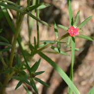 Image of Portulaca kermesina N. E. Brown