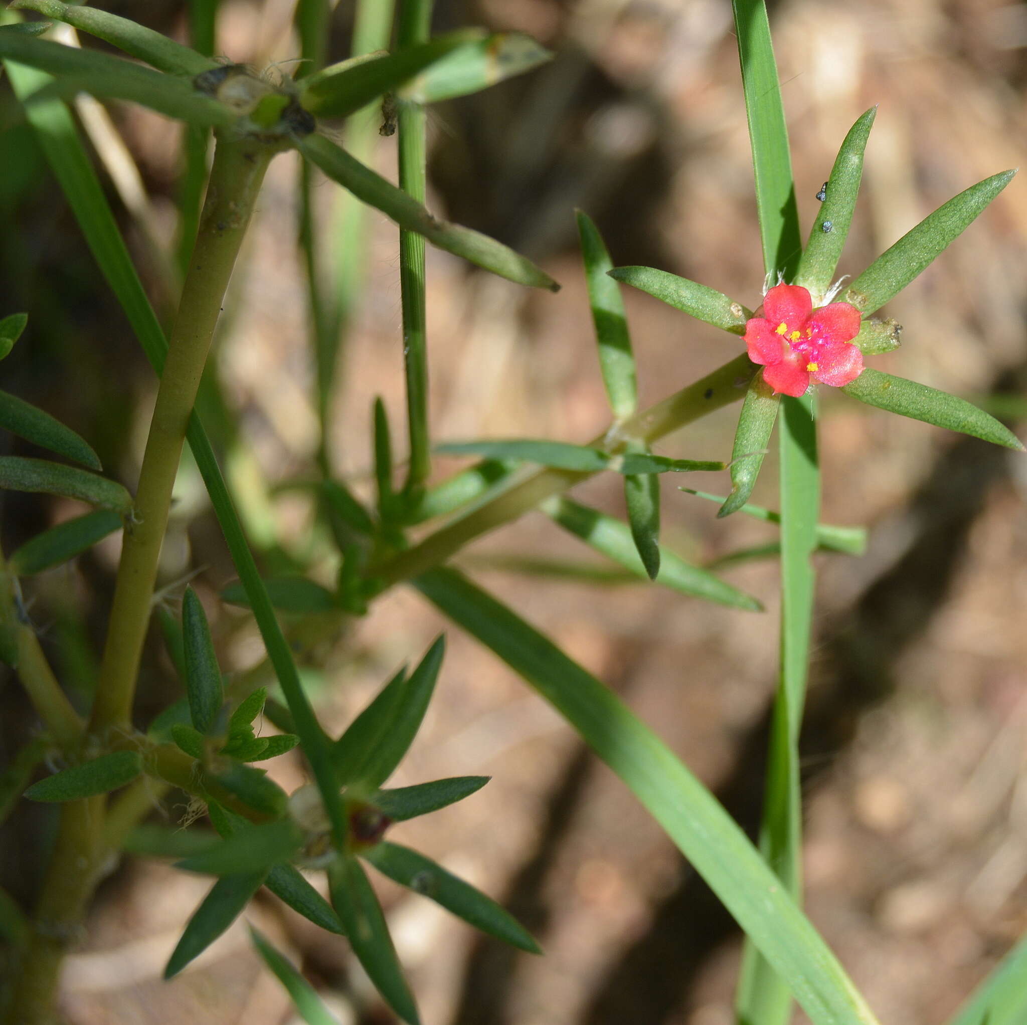 Image of Portulaca kermesina N. E. Brown