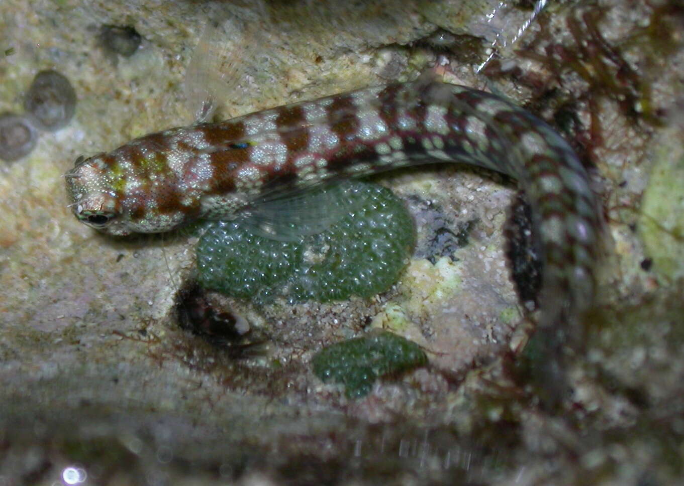 Blenniella gibbifrons (Quoy & Gaimard 1824) resmi