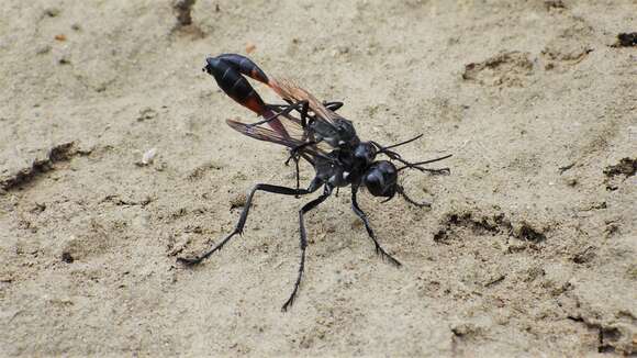 Image of Ammophila macra Cresson 1865