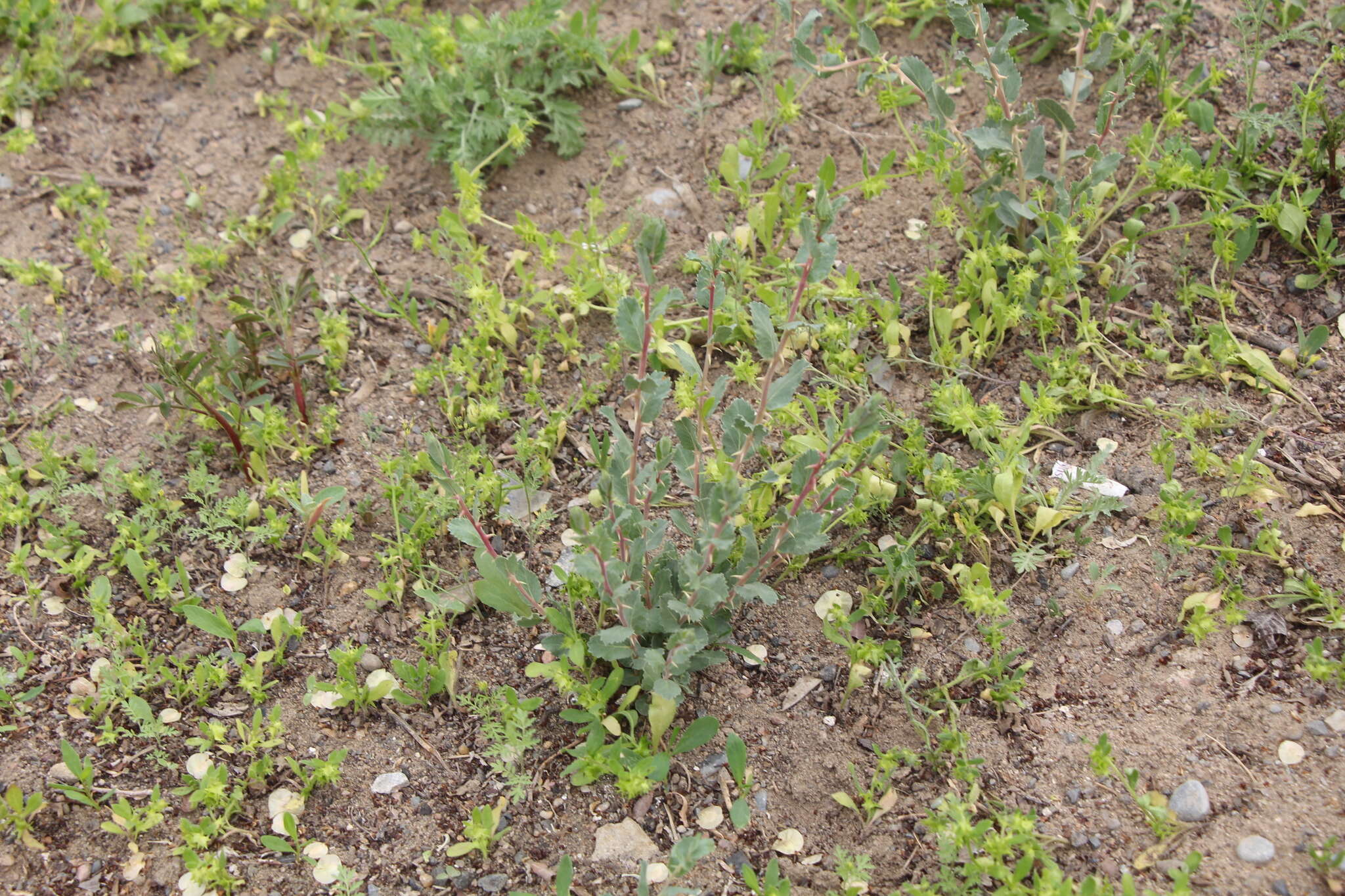 Image of Rosa persica Michx. ex J. F. Gmel.