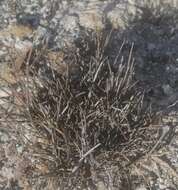 Image of Ephedra compacta Rose