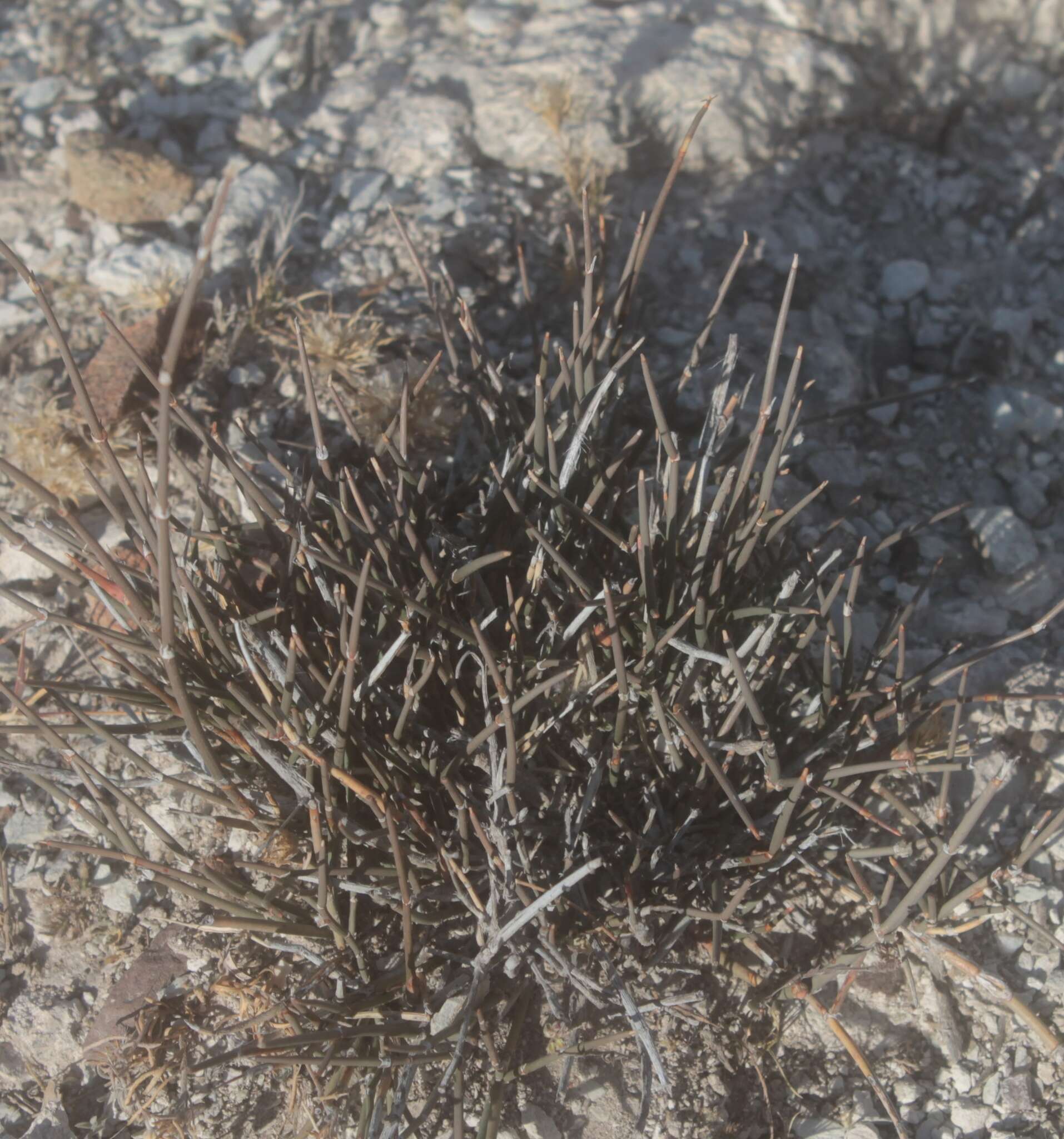 Image of Ephedra compacta Rose