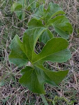 Image of Cayaponia martiana (Cogn.) Cogn.