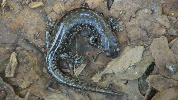 Image of Smallmouth Salamander