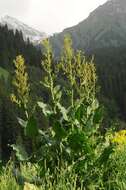 Image of Rumex tianschanicus Los.-Losinsk.