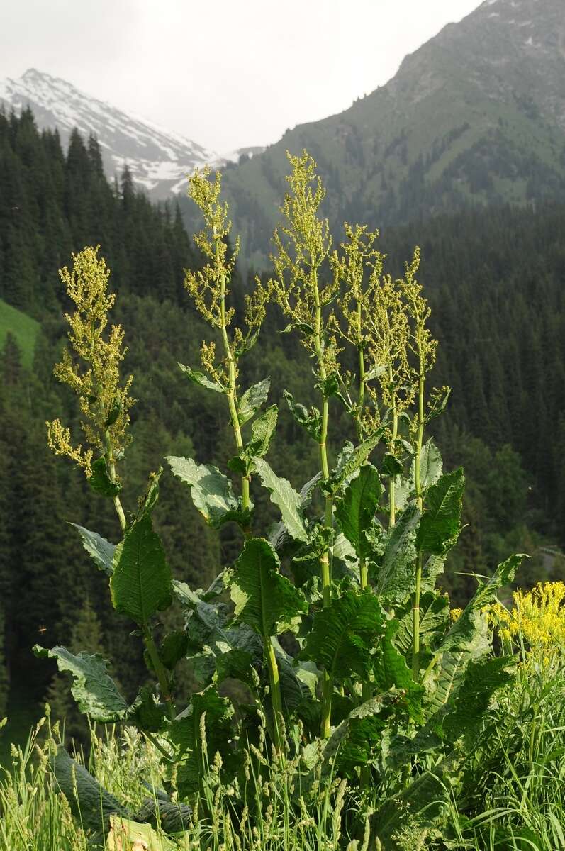 Image of Rumex tianschanicus Los.-Losinsk.