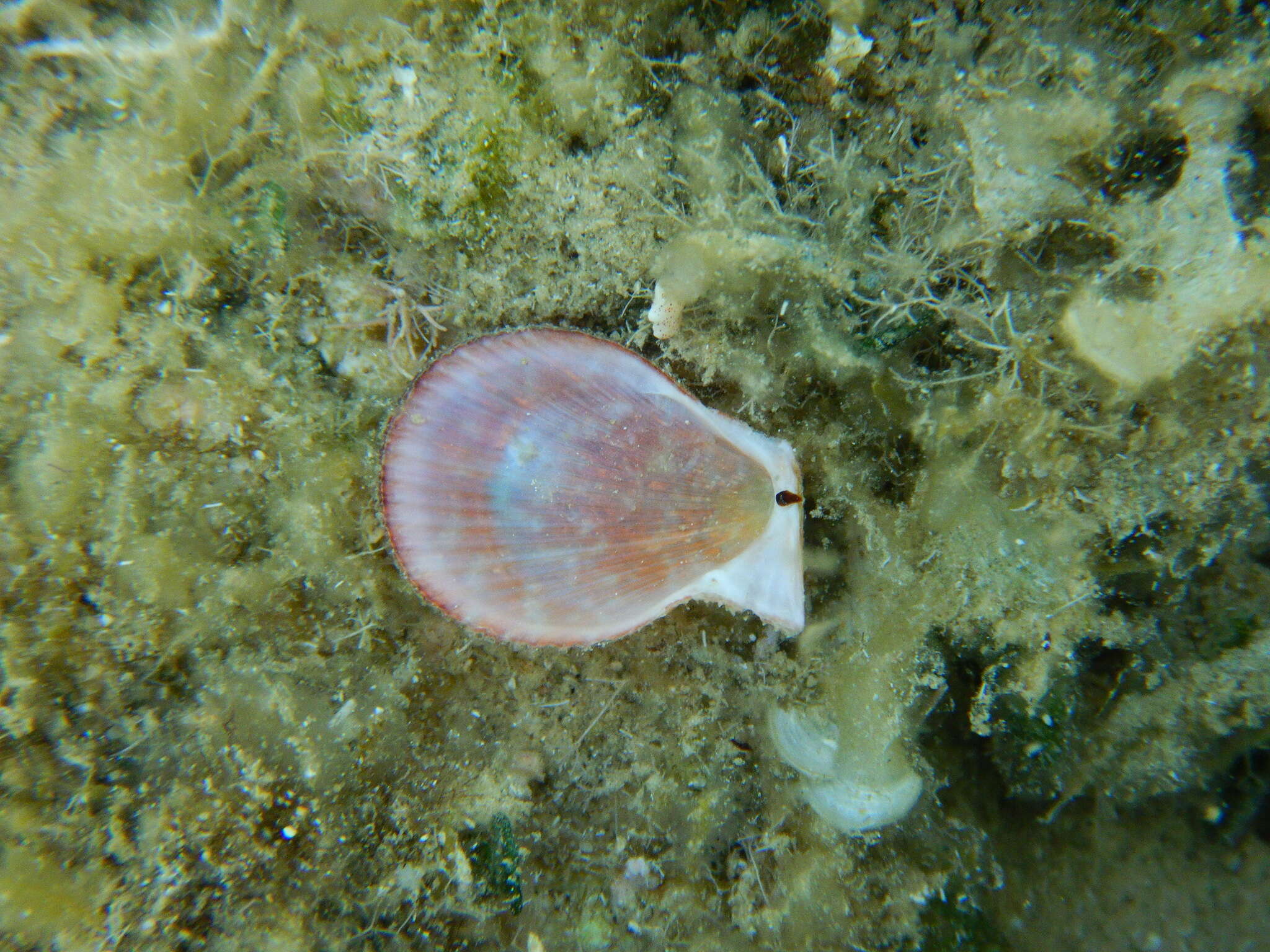 Image of variegated scallop