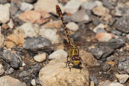 صورة Erpetogomphus designatus Hagen ex Selys 1858