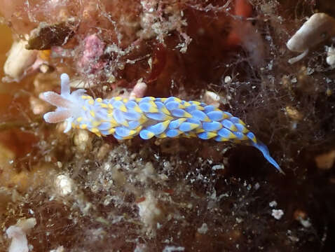 Image of Berghia coerulescens (Laurillard 1832)