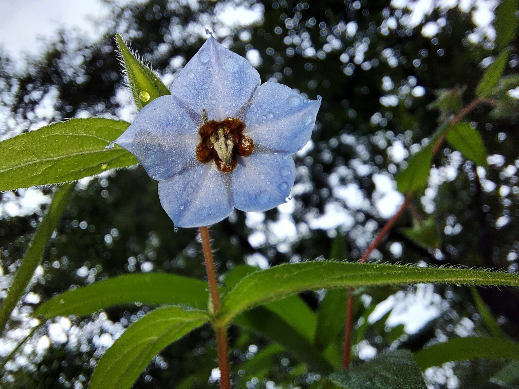 Image de Trichodesma indicum (L.) R. Br.