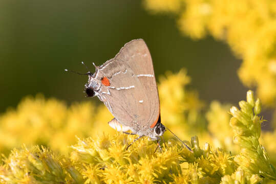 Image of White-M Hairstreak