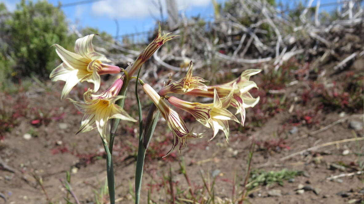 Image de Olsynium biflorum (Thunb.) Goldblatt