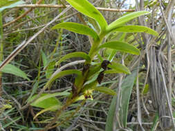 Image of Maxillaria brevifolia (Lindl.) Rchb. fil.