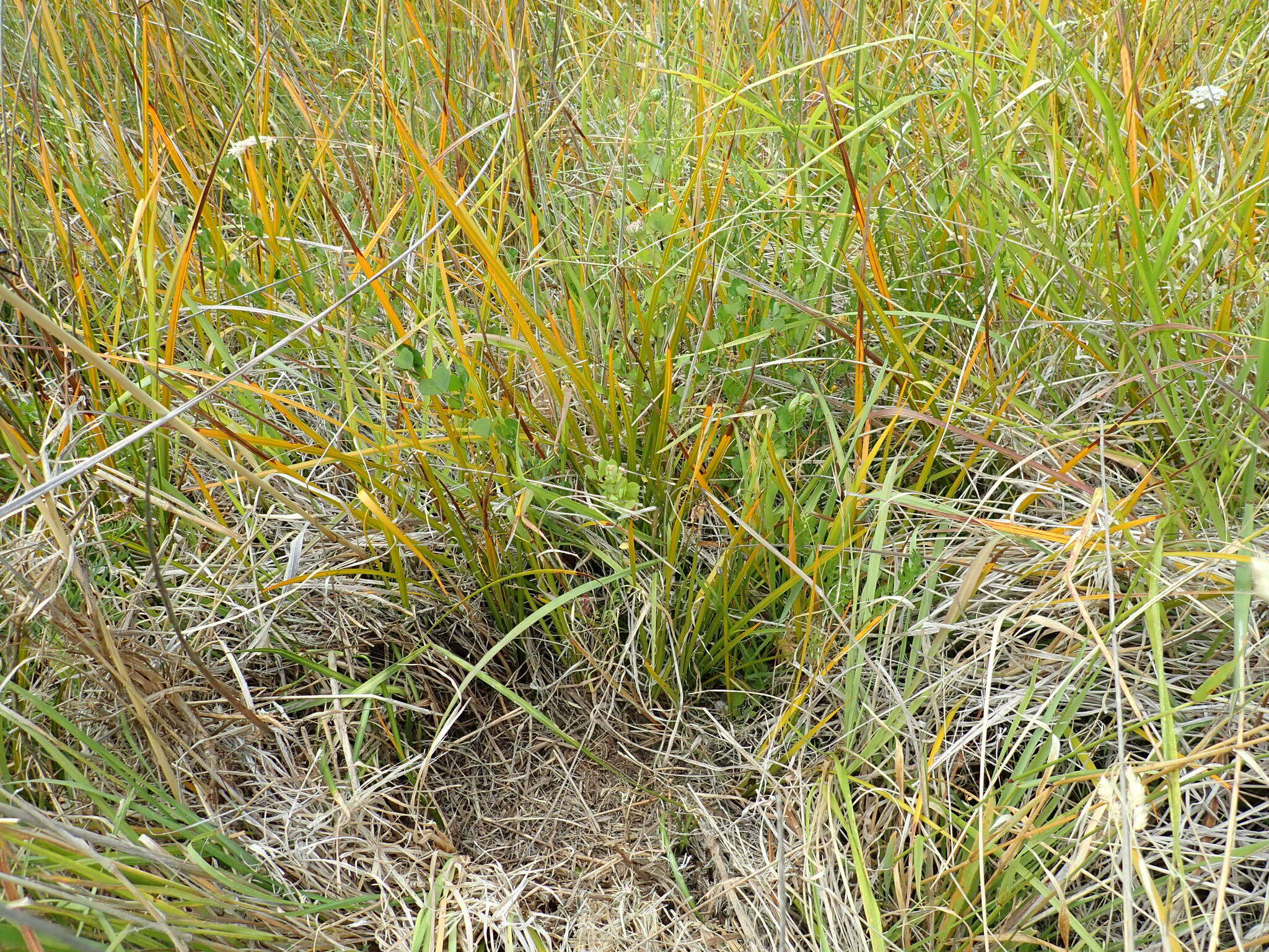 Image of Libertia peregrinans Cockayne & Allan