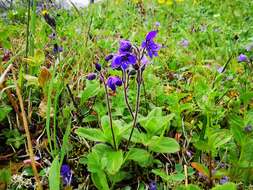 Image of largeflower speedwell