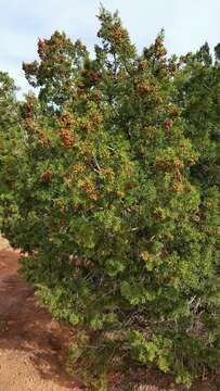 Plancia ëd Juniperus pinchotii Sudw.