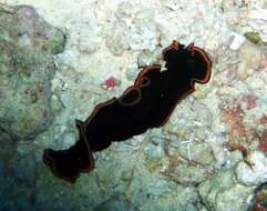 Image of red-rim flatworm