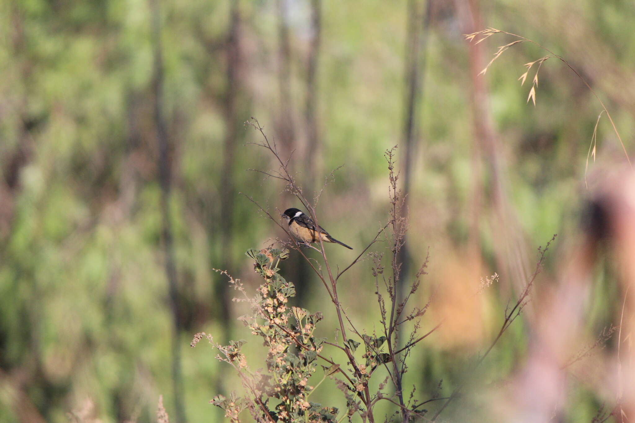 صورة Sporophila torqueola torqueola (Bonaparte 1850)