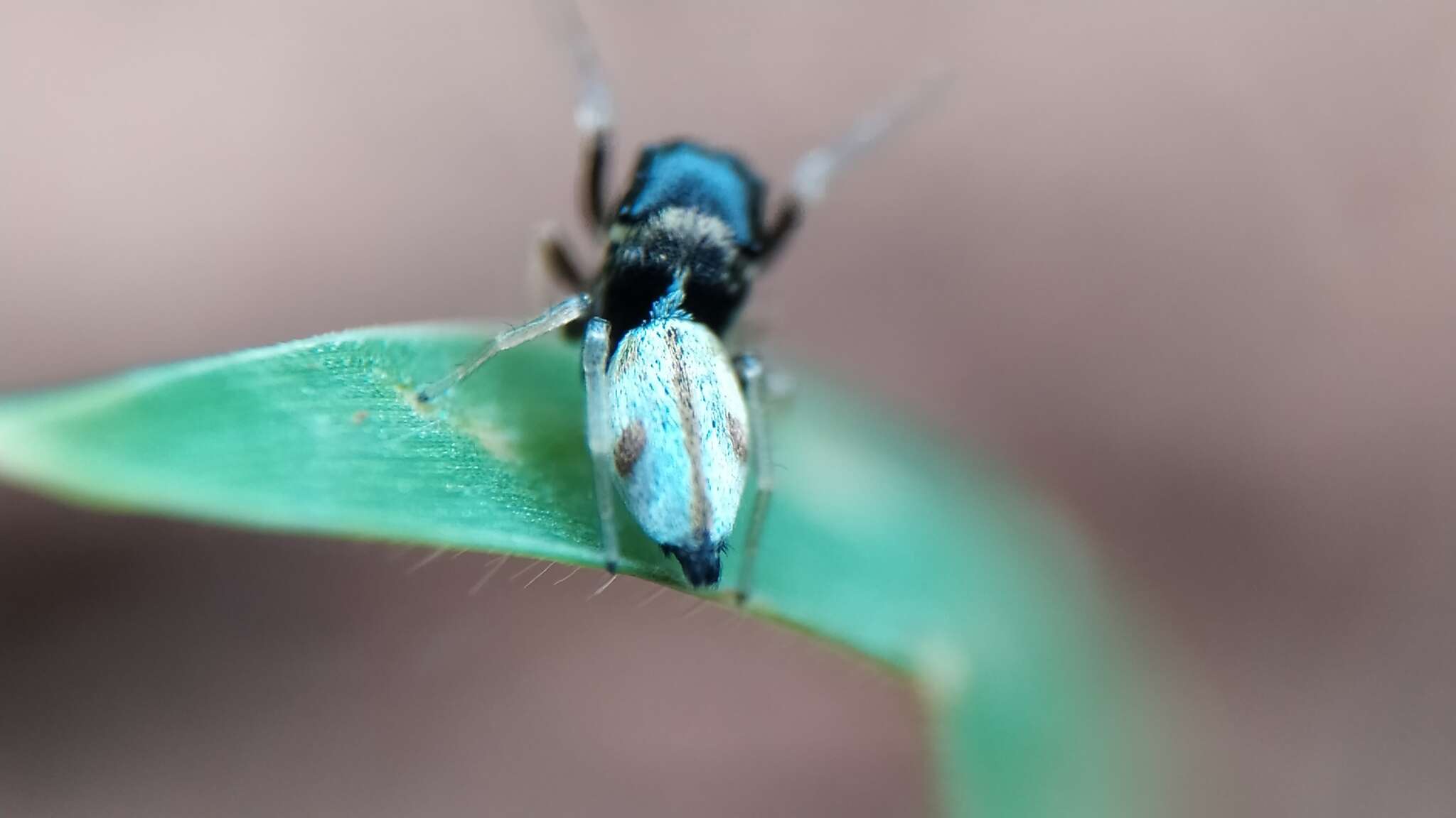 Image of Madhyattus jabalpurensis Prószyński 1992