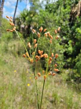 Imagem de Fimbristylis caroliniana (Lam.) Fernald