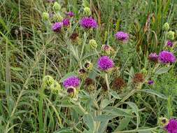 Imagem de Vernonia arkansana DC.