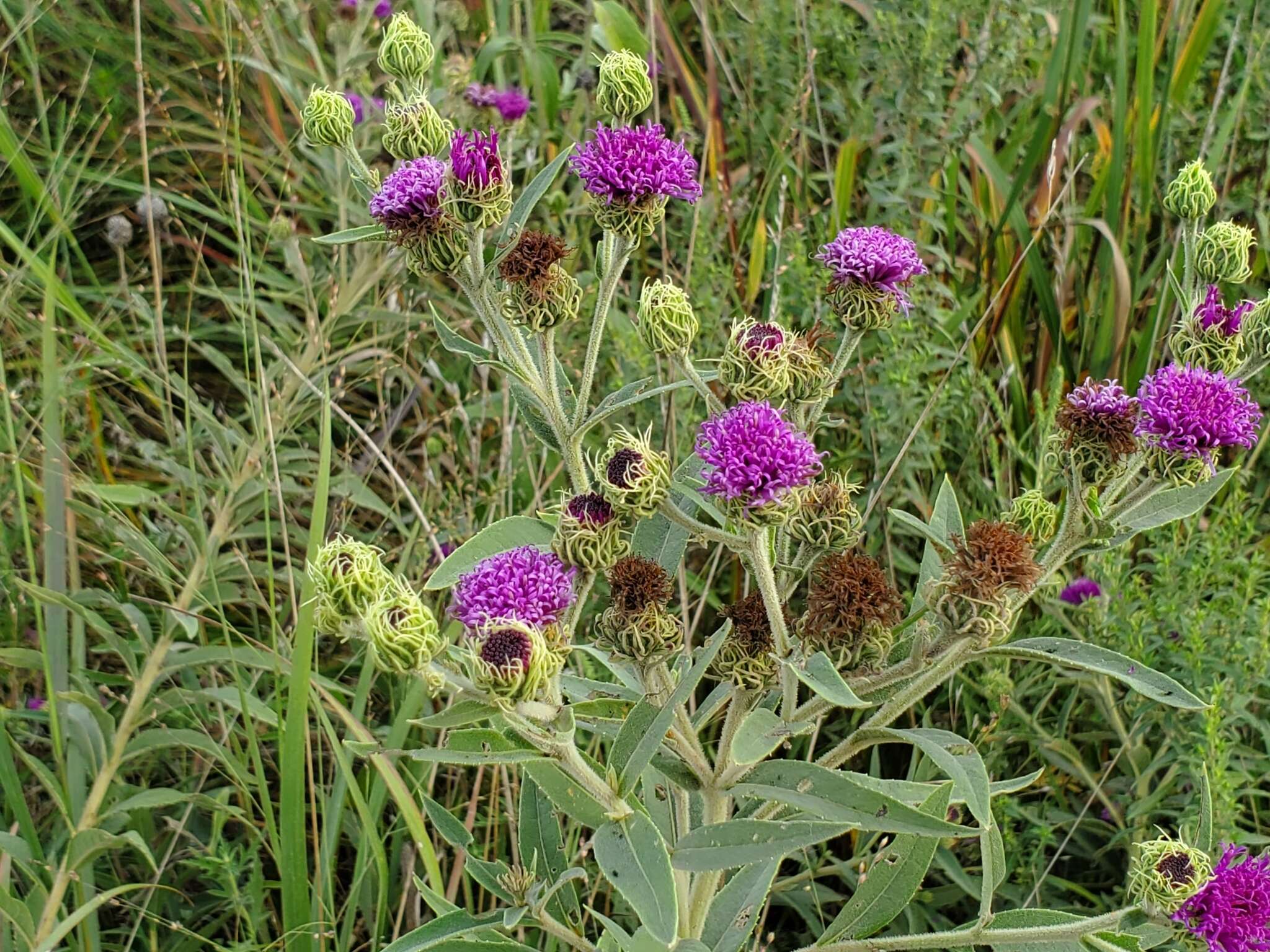 Vernonia arkansana DC. resmi