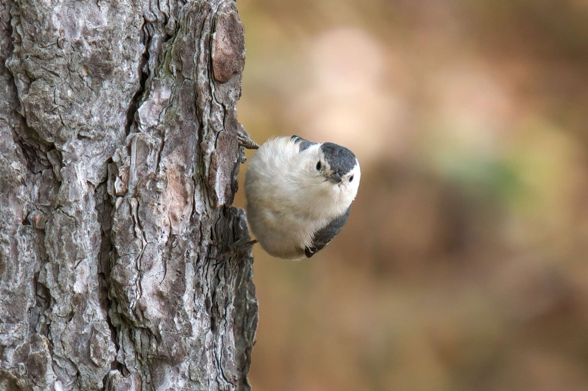 Imagem de Sitta carolinensis aculeata Cassin 1856