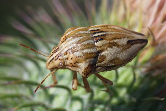 Image of <i>Odontotarsus robustus</i>