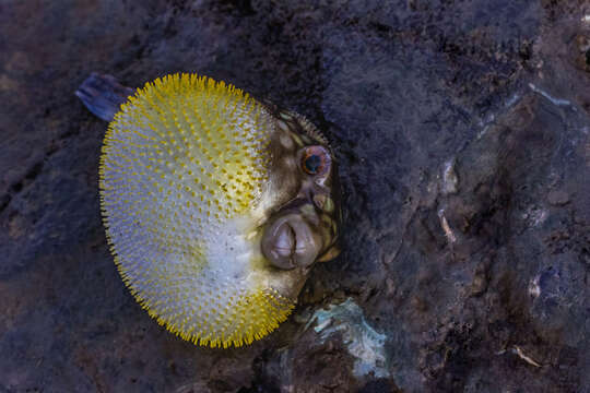 Image of Gangetic pufferfish