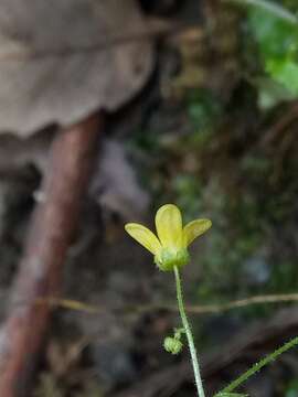 Plancia ëd Saxifraga cymbalaria subsp. cymbalaria