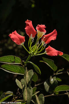 Plancia ëd Bauhinia grevei Drake