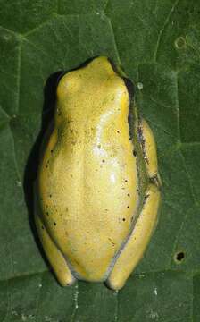 Image of Betsileo Reed Frog