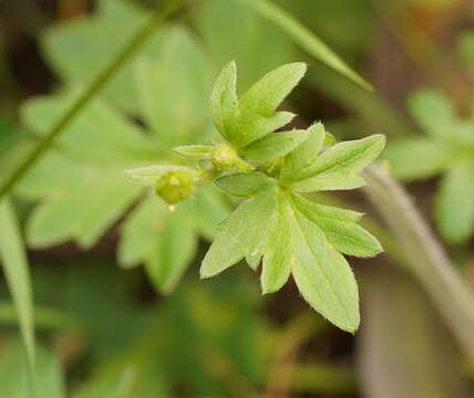 Imagem de Ranunculus plebeius R. Br. ex DC.