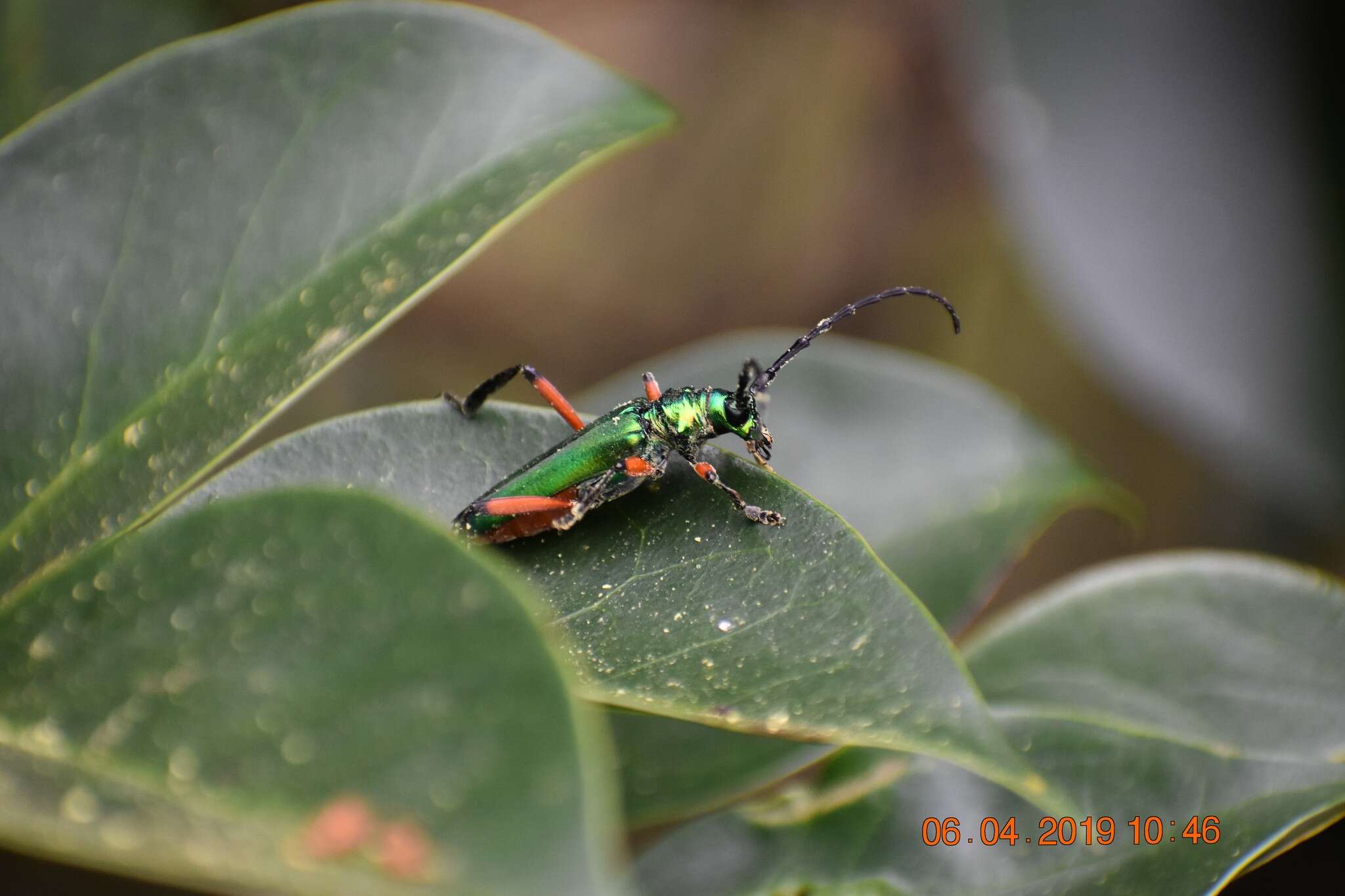 Plinthocoelium suaveolens (Linné 1768)的圖片