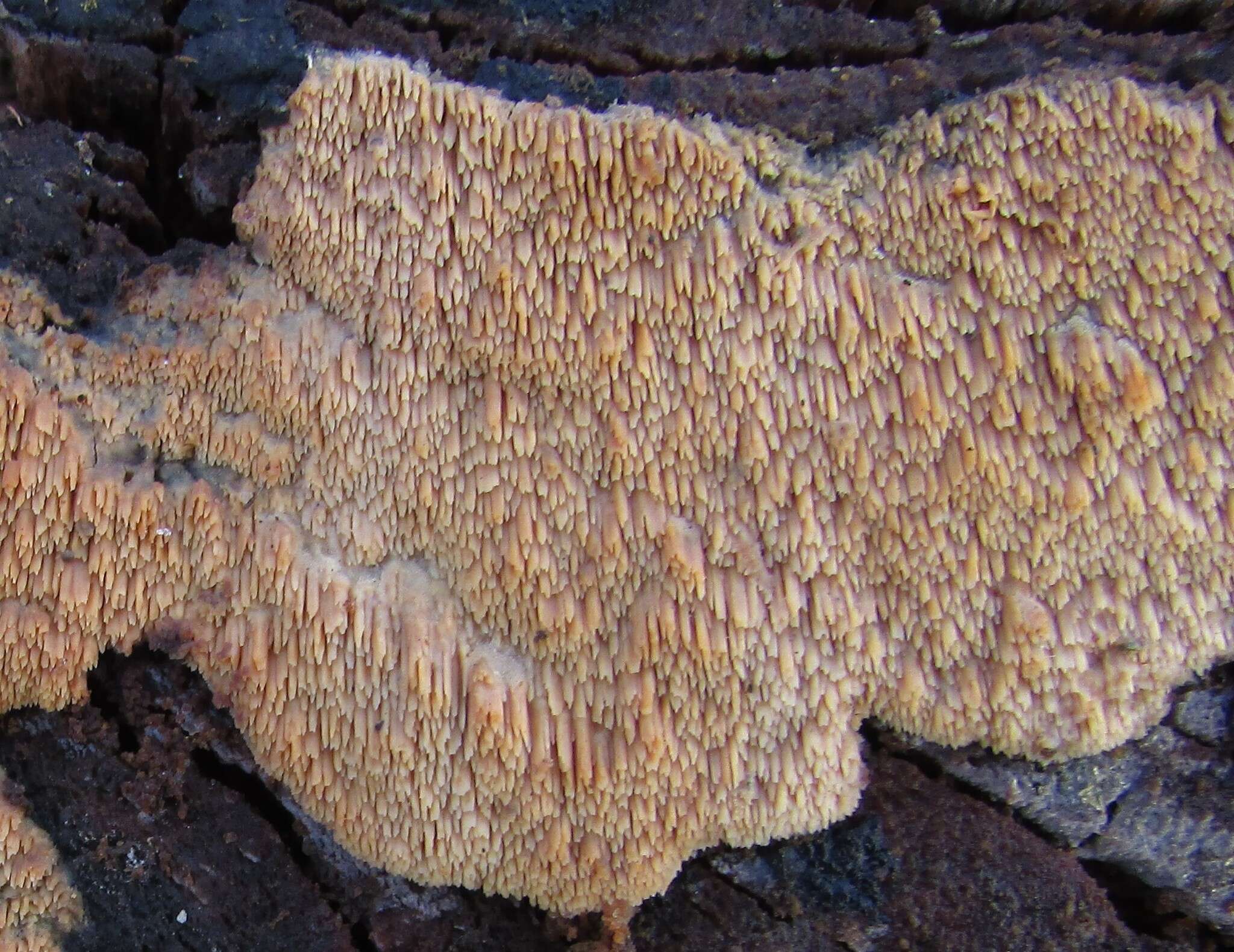 Image of Mycoacia nothofagi (G. Cunn.) Ryvarden 1981