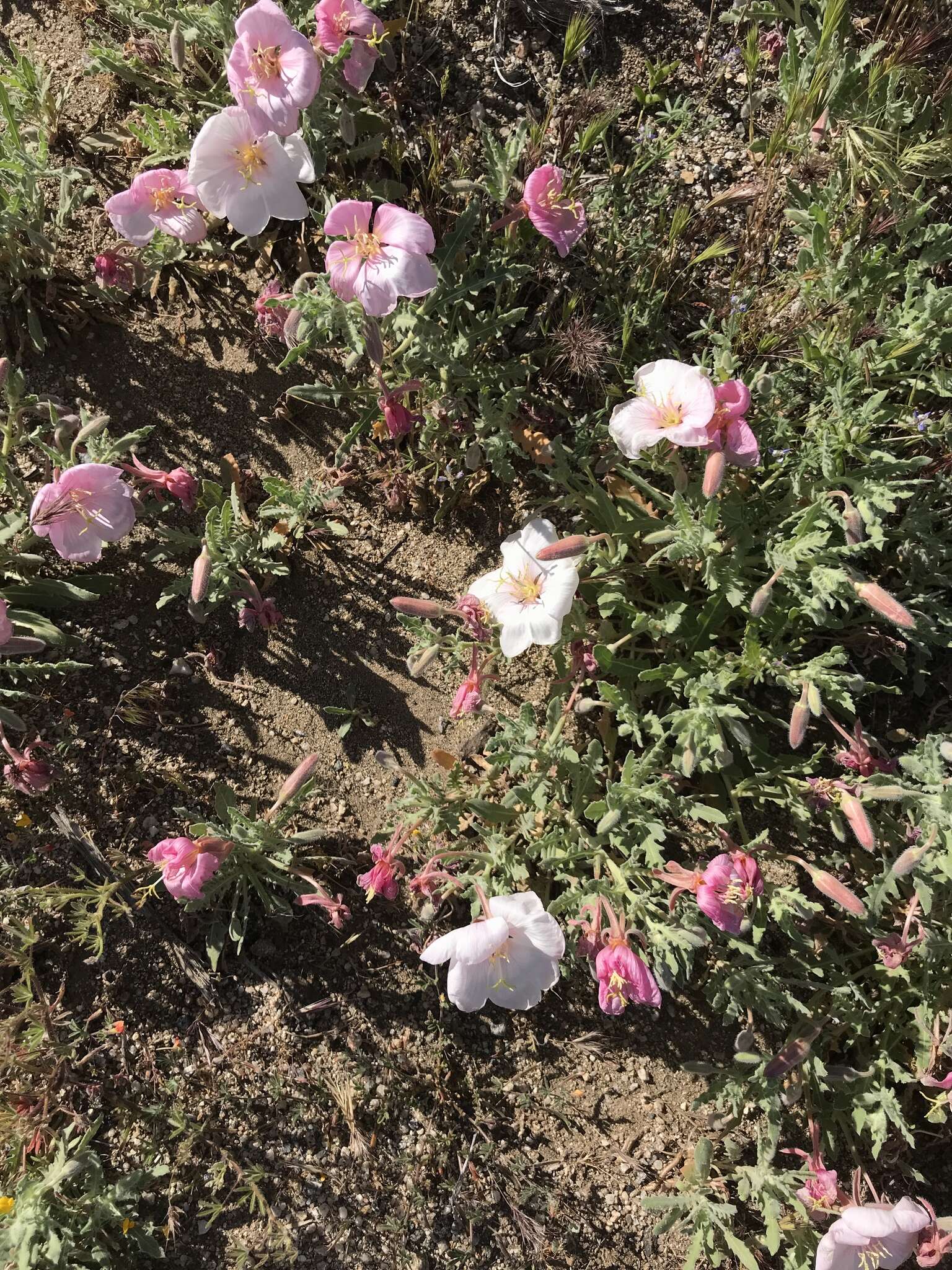 Image of California evening primrose