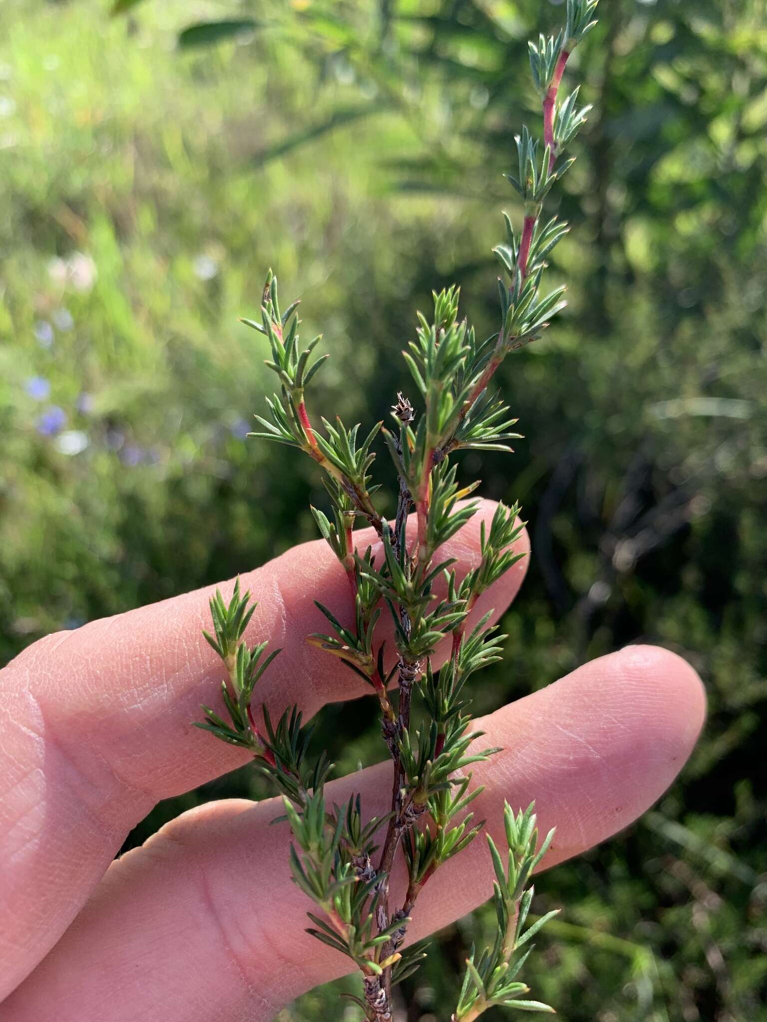 Image of Cliffortia juniperina L. fil.