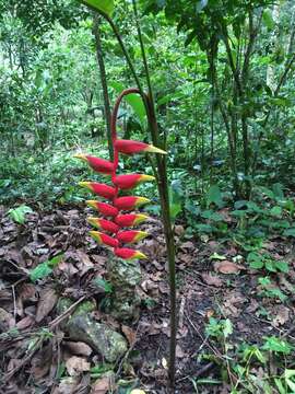 Image of false bird of paradise