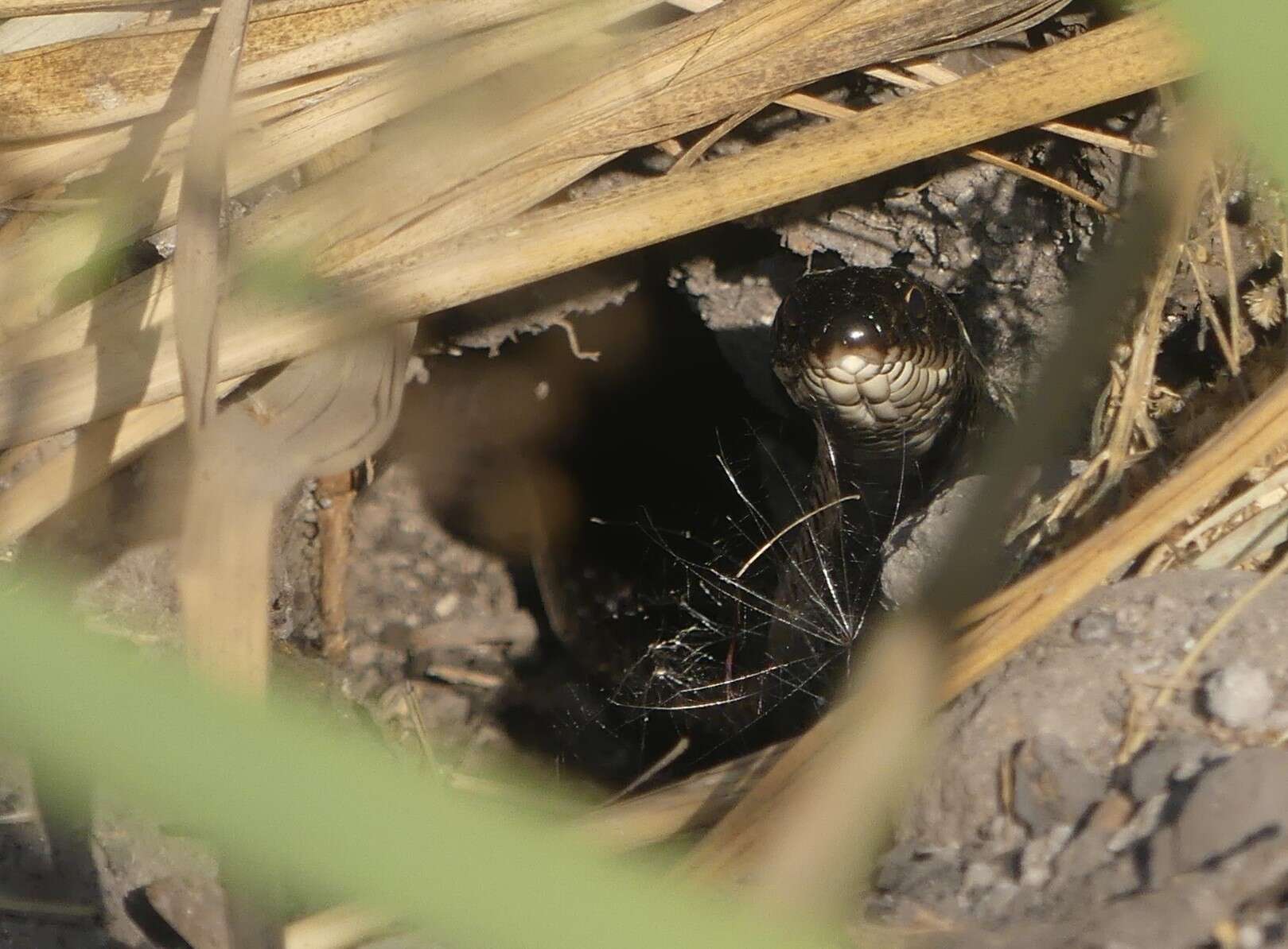 Image de Dolichophis jugularis (Linnaeus 1758)