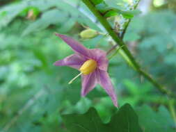 Image of Solanum mahoriense W. G. D' Arcy & A. Rakotozafy