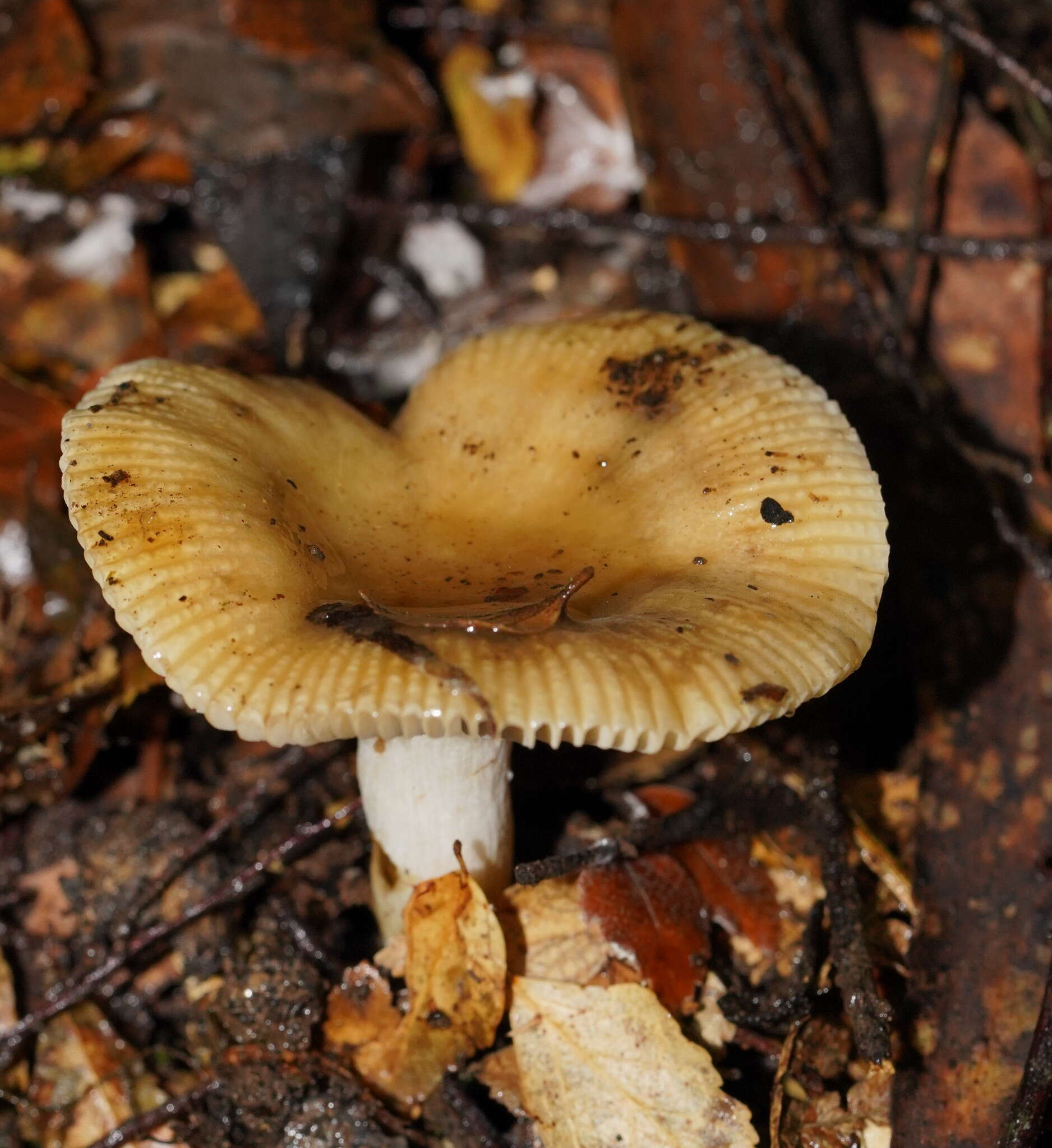 Image of Russula neerimea Grgur. 1997